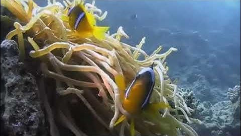 سورة الكوثر كاملة بصوت القارء الشيخ احمد تميم المراغي. Holy Quran Surat Al Kawthar complete