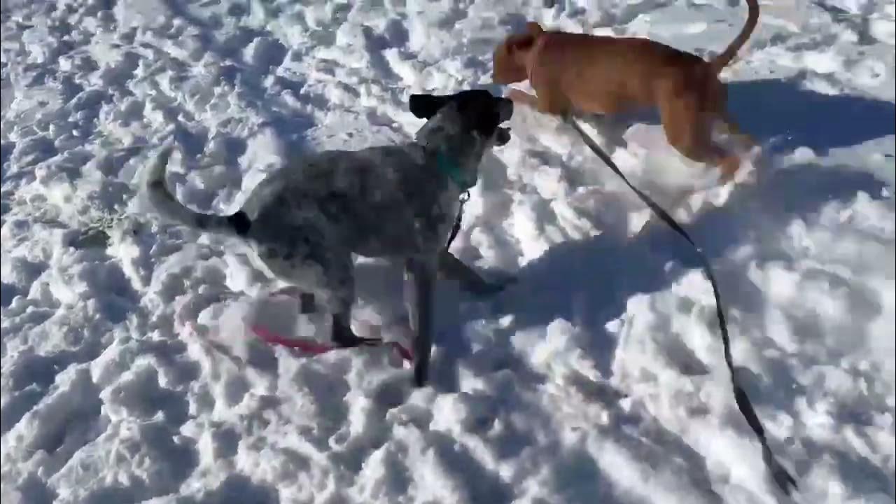 Walken breeding. Examples of selective breeding. Walken breeding. Breeding meet. Breeding meet.