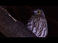 Brown Hawk-Owl Call