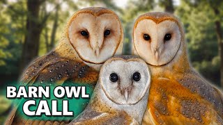 BARN OWL CALL - Its sounds and their variations. by Birds & Sounds of Nature 4,190 views 5 months ago 12 minutes, 32 seconds