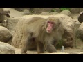 大分・高崎山のおサルたち 前編 Wild Japanese Monkeys in Takasakiyama Part1