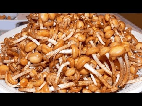 Выращивание грибов в домашних условиях опята