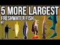5 More of The Largest Freshwater Fish In The World Part 5