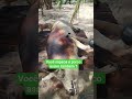 eu só uso o maçarico para sapecar o porco