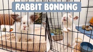 Meeting for the first time?! | Rabbit Bonding Part One