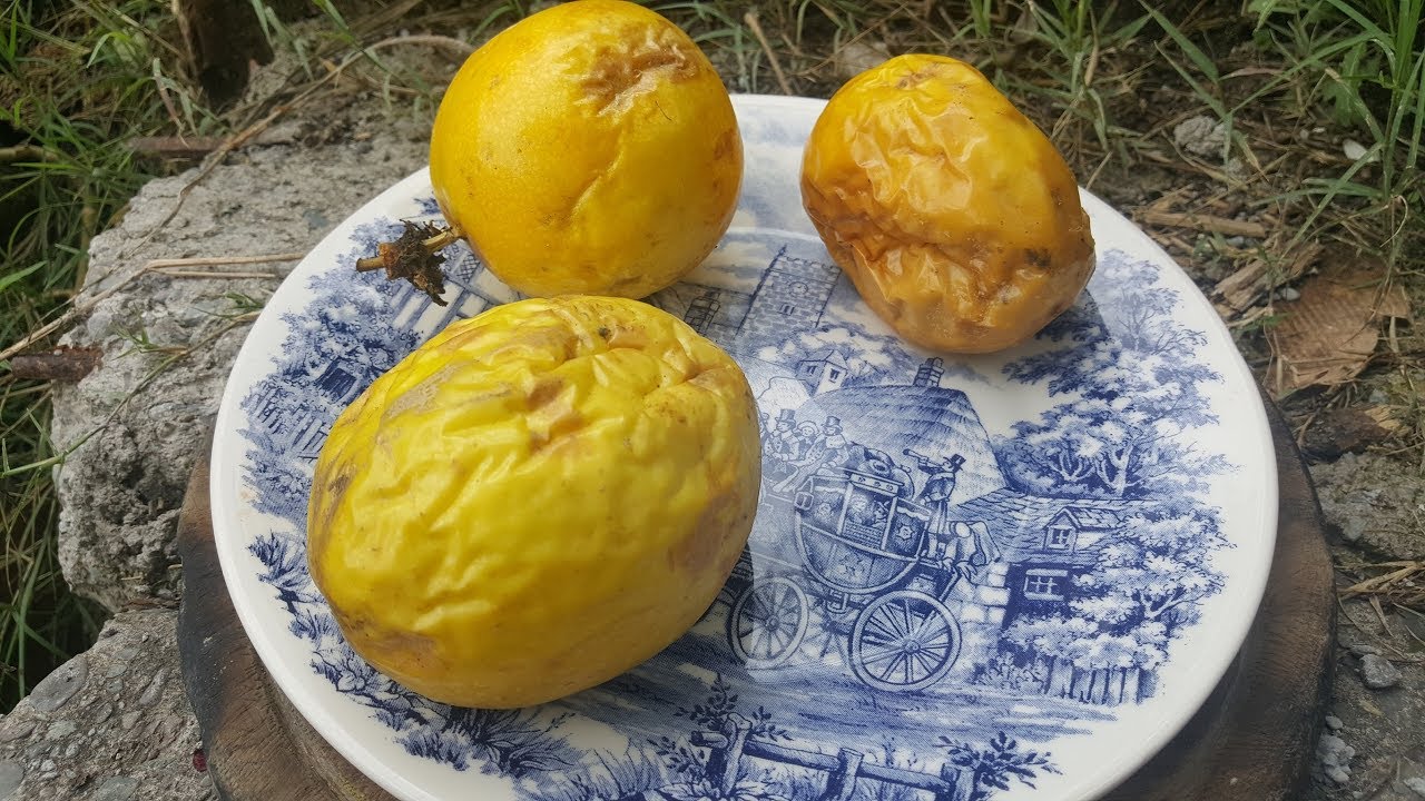 ¿Cómo Germinar Semillas de Maracuya? / Passiflora edulis / Pasionaria / Fruta de la Pasión