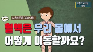 [초등 과학 6-2] 4. 우리 몸의 구조와 기능 - 5차시 혈액은 우리 몸에서 어떻게 이동할까요?