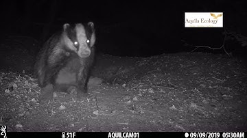 Badger sett in Fife Aquila Ecology