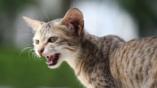 Induk Kucing Memanggil Anak Kucingnya | Suara Ibu Kucing | Suara Mumi Kucing | Video Mama Kucing Mengeong