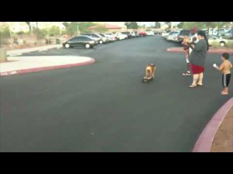 Skateboarding bulldog