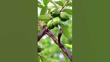 A snake started chewing and eating the guava growing on a 😳 #youtubeshorts