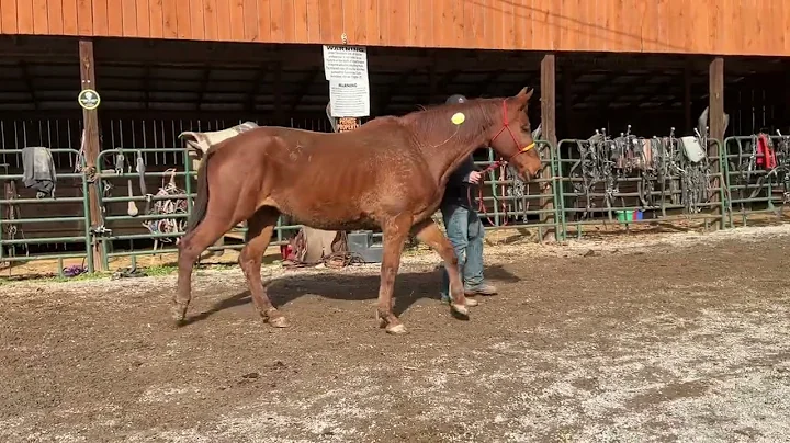 Sold 3989 sorrel draft cross Mare 16H 18 year old $950 plus $40 coggins deadline 12/5/25 ￼