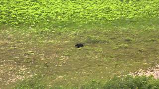 Black Bear in Crow Pass in Chugach National Forest