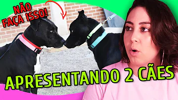 O que fazer para socializar um cão?
