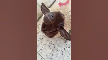 مارشميلو يازينو مارشميلو 