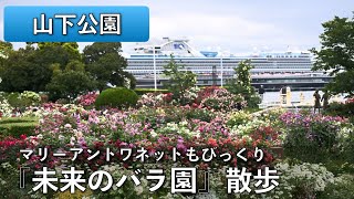 【動画】山下公園「未来のバラ園」散歩雨上がりの早朝