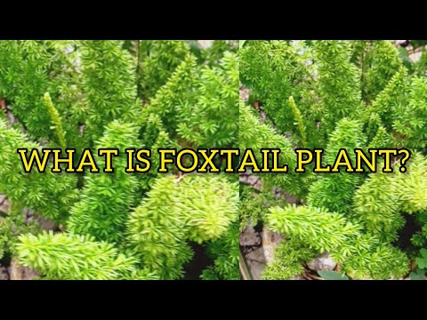 WHAT IS FOXTAIL PLANT?|MEANING & FENG SHUI🌿