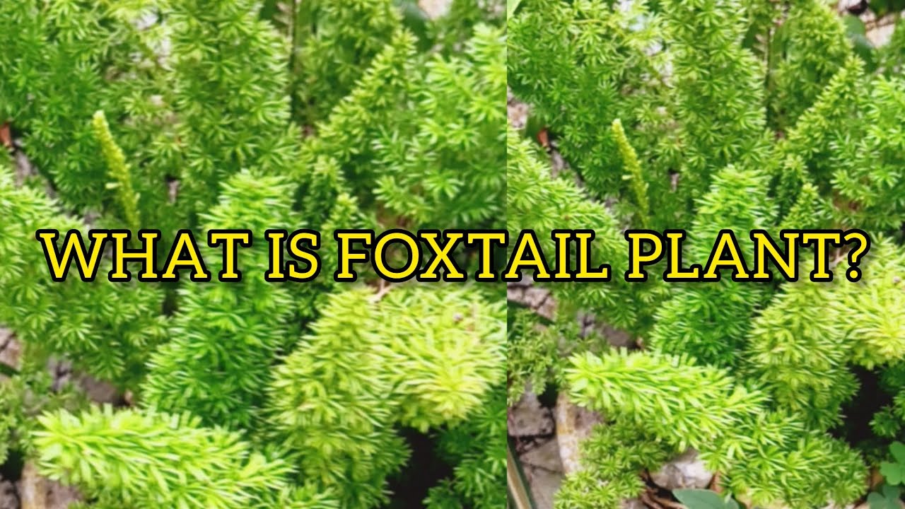 WHAT IS FOXTAIL PLANT?|MEANING & FENG SHUI🌿
