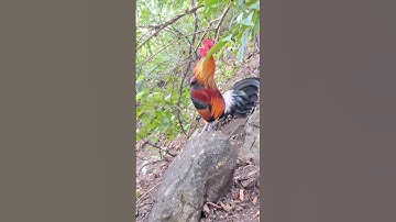 gà rừng gáy hay.Qaib qus qua zoo /Hlau youtube