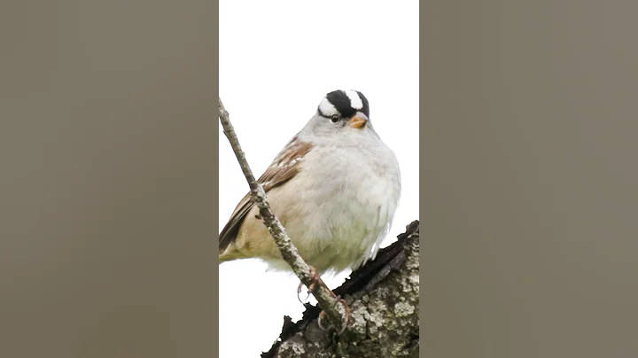Wings of New Life ✨ | Pregnant White-Crowned Sparrow in Motion