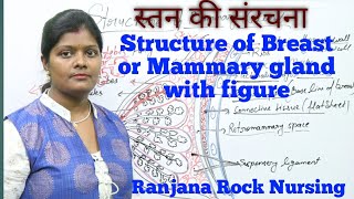 स्तन ग्रंथि की संरचना | Structure of breast or mammary gland with figure in hindi by Ranjana rock