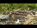 Llyn Clywedog: 2 Osprey Perch & Eggs🌙21/05/26