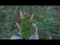Beginning of video