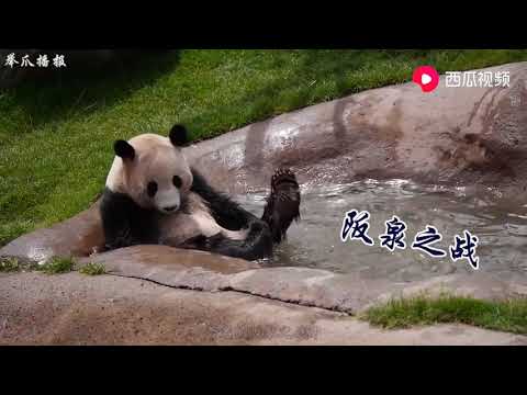 古代的食铁兽，皇帝打胜仗的坐骑，现在每天却靠卖萌为生
