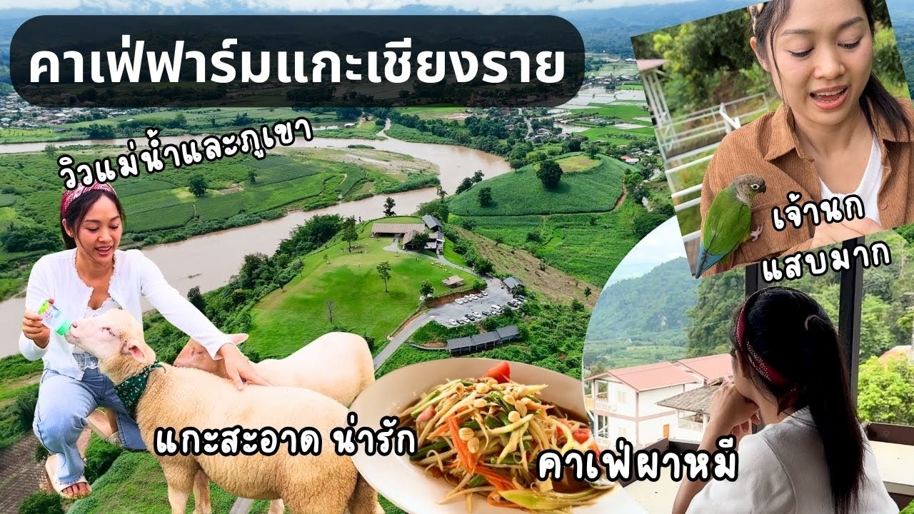 เที่ยวคาเฟ่ฟาร์มแกะเปิดใหม่ วิวสวยบรรยากาศดี สายคาเฟ่ห้ามพลาด/เชียงราย