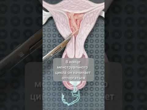 Видео: Как объяснить менструацию мальчикам: 13 шагов (с иллюстрациями)