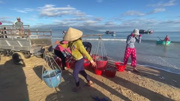 Bà con ngư dân quê tôi được mùa cá cơm