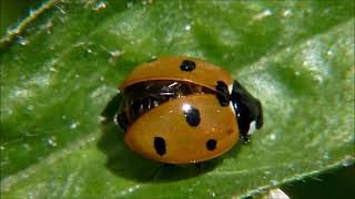 All About Insects for Children  Bees, Butterflies, Ladybugs, Ants and Flies for Kids   FreeSchool