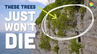 1000 Years Later, These Tiny Trees Just Won't Die