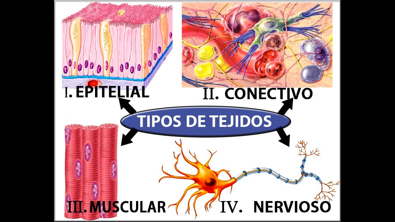 Resultado de imagen para Tejidos humanos
