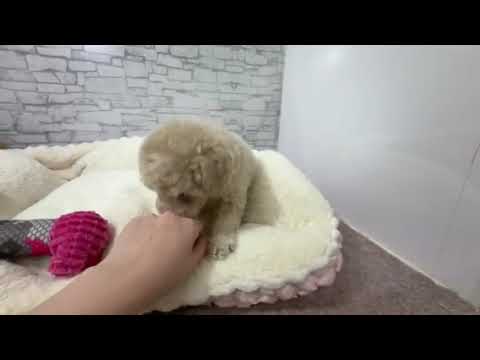 206739 マルプー - YouTube