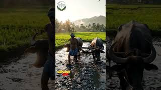 a farmer ploughing the muddy field with two buffaloes🐃🐃, #foryou #foryorpage #fyp #viral #trending