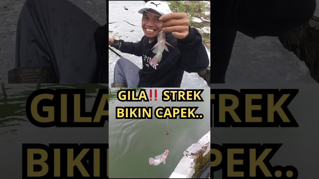mancing strike ikan babon sarang nila
