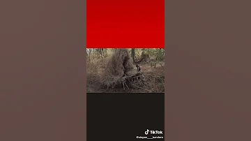 хай живе Бандера і його держава 