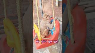 छोटू गुड़िया झूला झूली #shorts #cute #love #viral #monkey