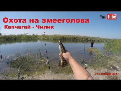 Охота на змееголова на Капчагае (Чилик)