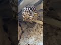 الدبور الأصفر المصرى 1