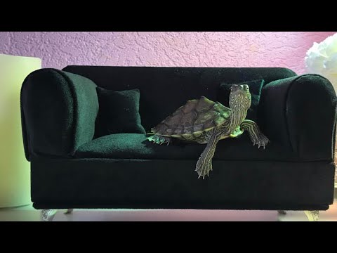 Video: Kırmızı Ayaklı Kaplumbağa