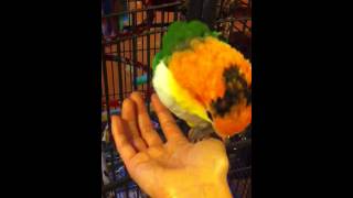 Caique parrot is  in my hand