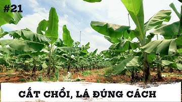 Tập 21: Cách chăm sóc, cắt chồi và lá bệnh cho cây chuối mô 3 tháng tuổi #banana #chuối
