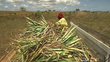 EU-SPC IKSA Project - PLANT MATERIAL & PLANTING