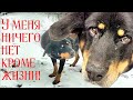 💔Глухой пёс выживал на улице/идти некуда/ в ухе кусок свинца/боль/ отчаяние/страх 😭Help save the dog