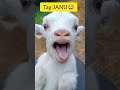 Tag JANU Funny Youtube Short Janu Thezoo Show