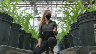 Michelle Thompson - Gibberella Ear Rot of Corn: the trouble with toxins
