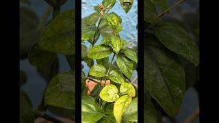 iPhone 17 Pro Max Best Camera Setting #iphone17promax #iphonecamera #shorts #ytshorts #LSSTech