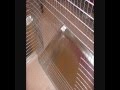 How To Build A Cage How To Build A Cage
